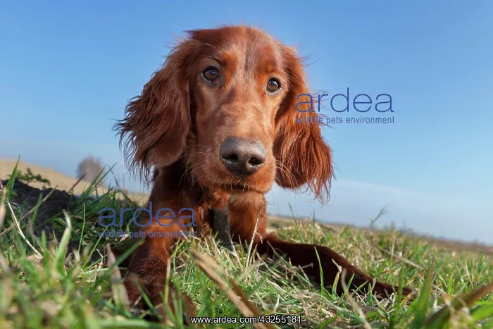 : Irish Setter dog lying in a field, Wustermark, Brandenburg : Irish Setter dog lying in a field, Wustermark, Brandenburg