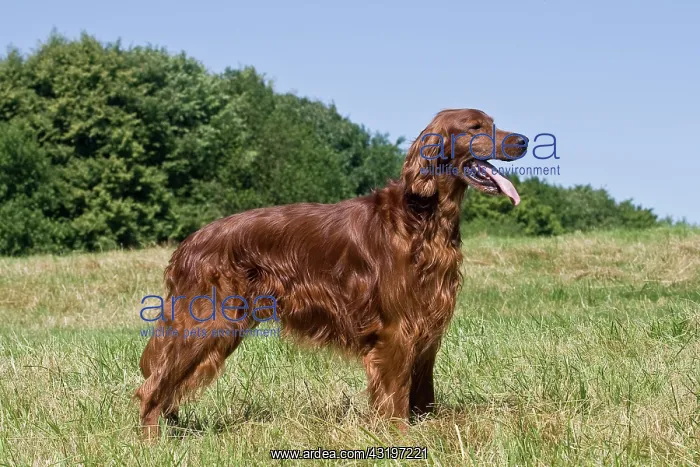 : Irish Setter, dog, standing on a lawn, sideways : Irish Setter, dog, standing on a lawn, sideways