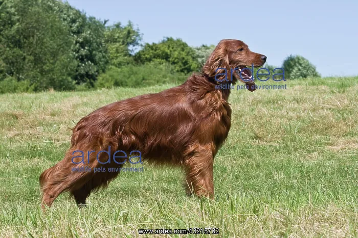 : Irish Setter, dog, standing on a lawn, sideways : Irish Setter, dog, standing on a lawn, sideways