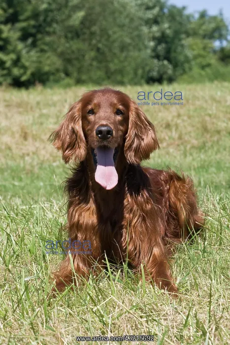 : Irish Setter, male, lying on a lawn : Irish Setter, male, lying on a lawn