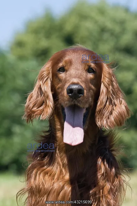 : Irish Setter, male, portrait : Irish Setter, male, portrait
