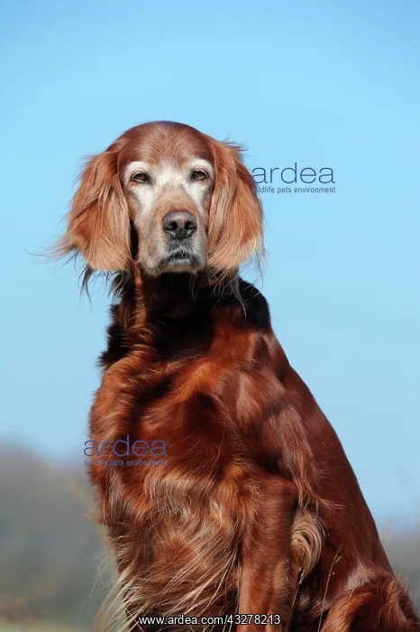  : Irish Setter, sitting