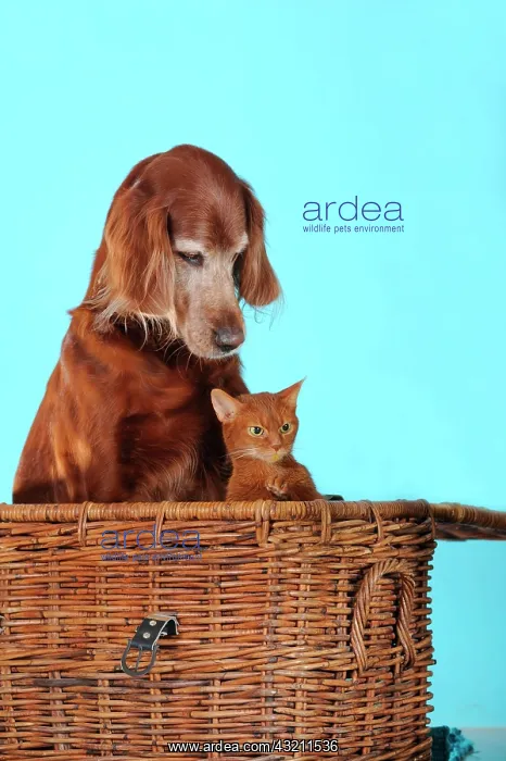 : Irish Setter sitting next to an Abyssinian cat in : Irish Setter sitting next to an Abyssinian cat in