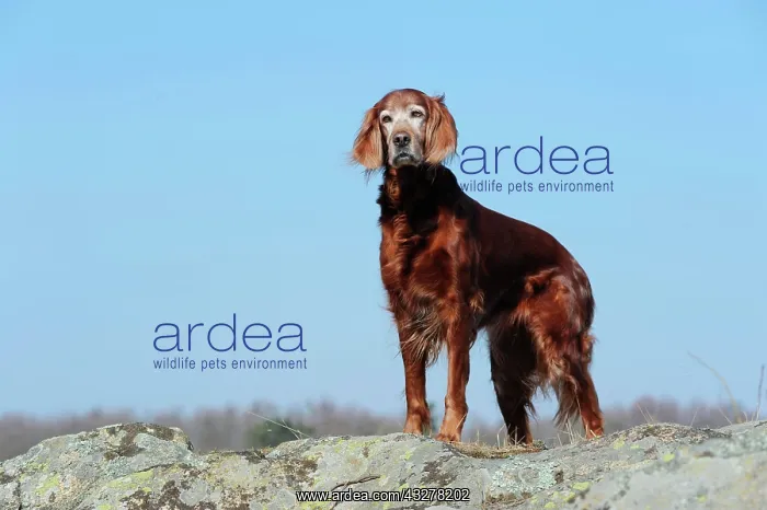 : Irish Setter standing on a rock : Irish Setter standing on a rock