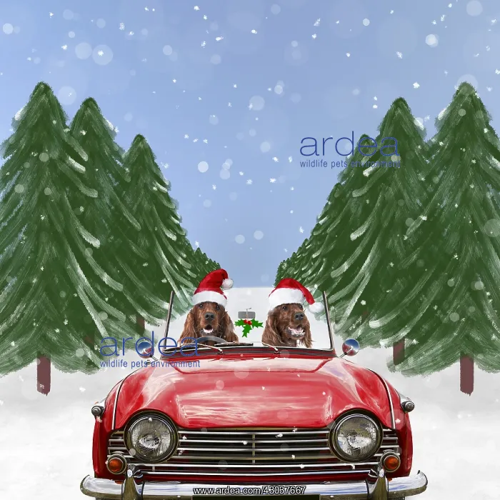 : Irish Setters in red car with Christmas hats driving : Irish Setters in red car with Christmas hats driving