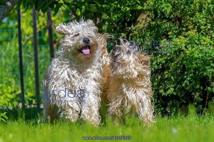 : Irish Soft Coated Wheaten Terrier, Pet dog, Bas : Irish Soft Coated Wheaten Terrier, Pet dog, Bas