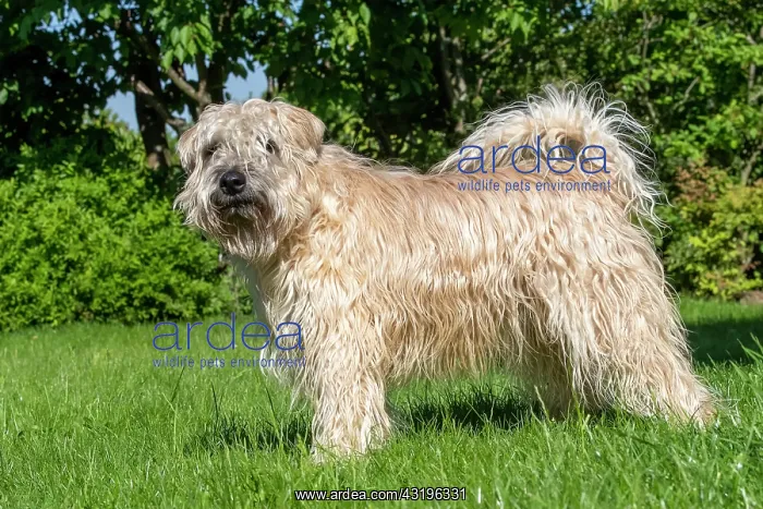 : Irish Soft Coated Wheaten Terrier, Pet dog, Bas : Irish Soft Coated Wheaten Terrier, Pet dog, Bas
