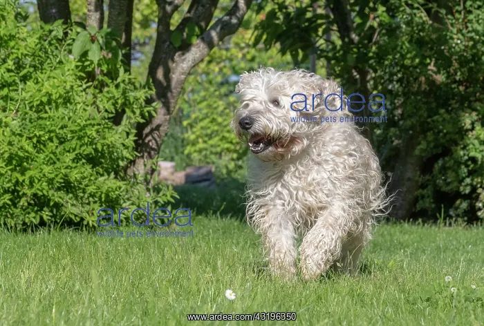 : Irish Soft Coated Wheaten Terrier, Pet dog, Bas : Irish Soft Coated Wheaten Terrier, Pet dog, Bas