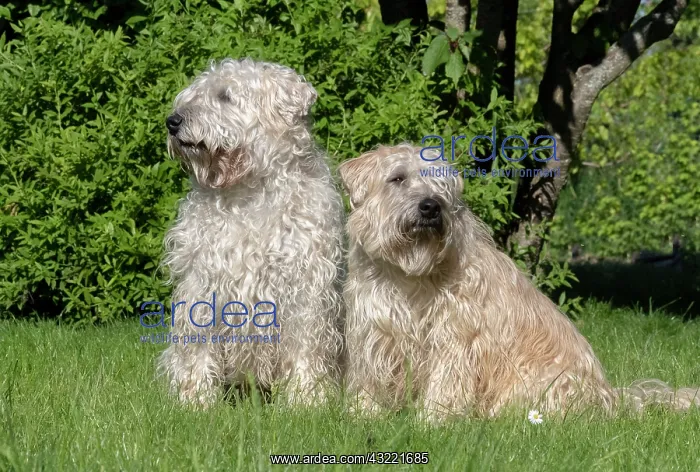 : Irish Soft Coated Wheaten Terrier, Pet dog, Bas : Irish Soft Coated Wheaten Terrier, Pet dog, Bas