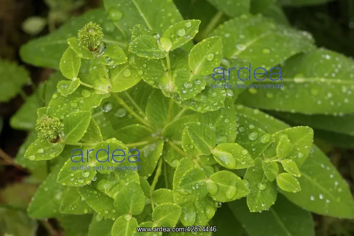 : Irish spurge : Irish spurge