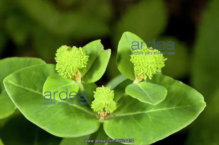 : Irish Spurge - in fruit showing the wart-covered fruits : Irish Spurge - in fruit showing the wart-covered fruits