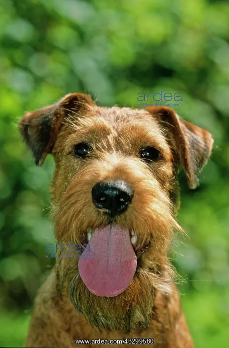 : Irish Terrier : Irish Terrier