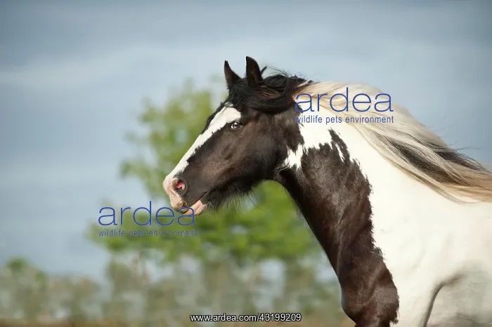: Irish Tinker, portrait : Irish Tinker, portrait