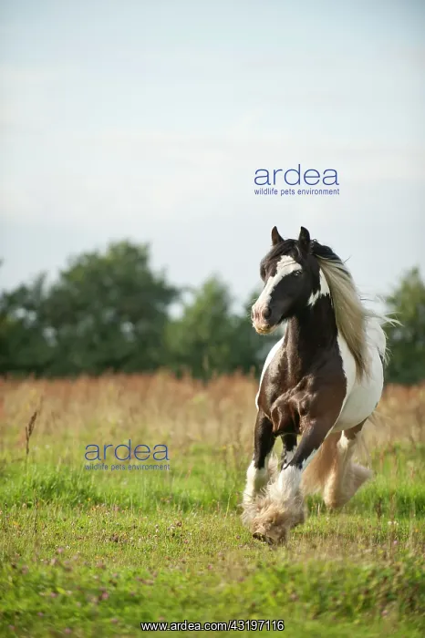 : Irish Tinker trotting across a meadow : Irish Tinker trotting across a meadow