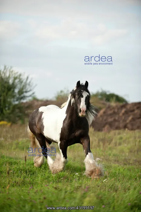 : Irish Tinker trotting across a meadow : Irish Tinker trotting across a meadow