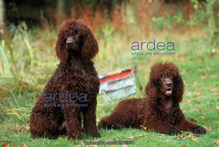 : Irish Water Spaniel Dog : Irish Water Spaniel Dog