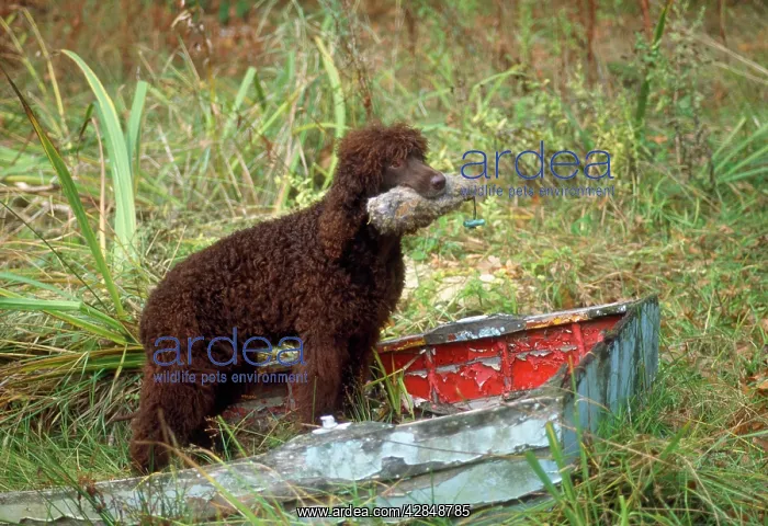  : Irish Water Spaniel Dog - with dummy in mouth