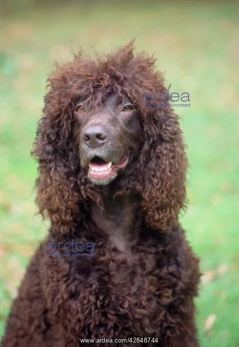 : Irish Water Spaniel DOG - upper body : Irish Water Spaniel DOG - upper body