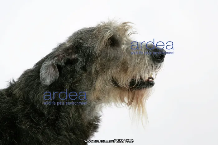  : Irish Wolfhound