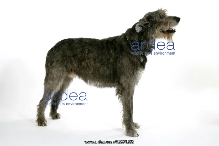 : Irish Wolfhound : Irish Wolfhound