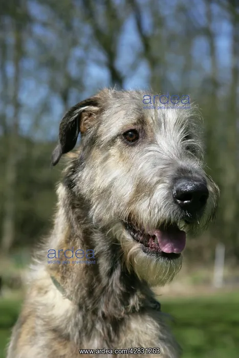: Irish Wolfhound : Irish Wolfhound