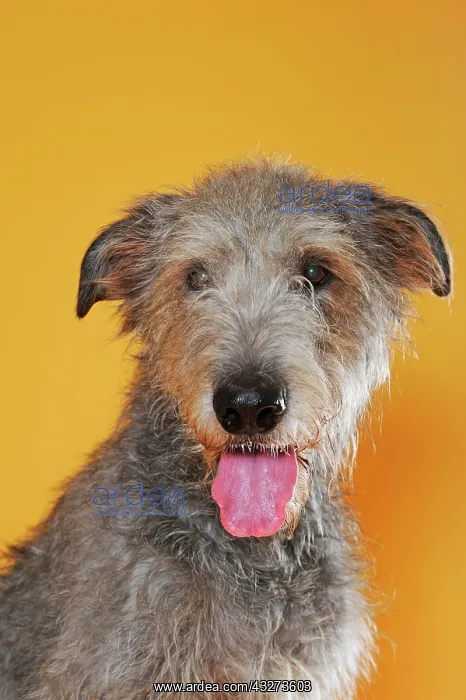 : Irish Wolfhound, bitch, animal portrait, Austria : Irish Wolfhound, bitch, animal portrait, Austria
