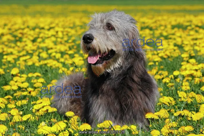  : Irish Wolfhound (Canis lupus familiaris), male lying