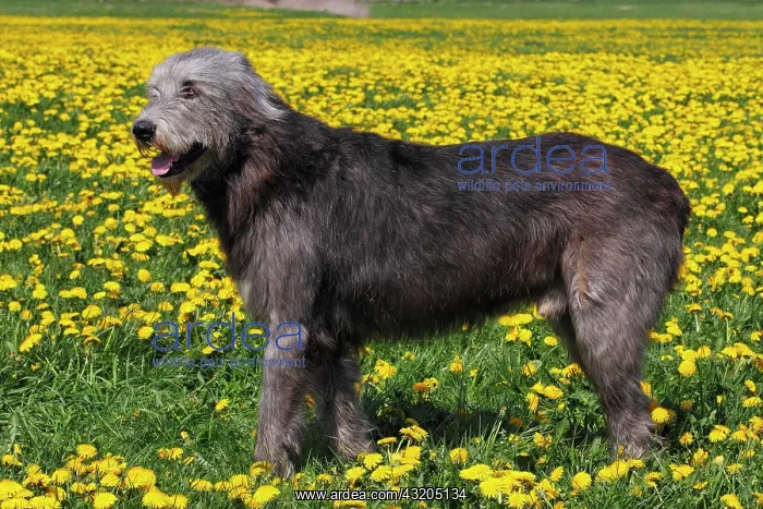 : Irish Wolfhound (Canis lupus familiaris), male standing : Irish Wolfhound (Canis lupus familiaris), male standing