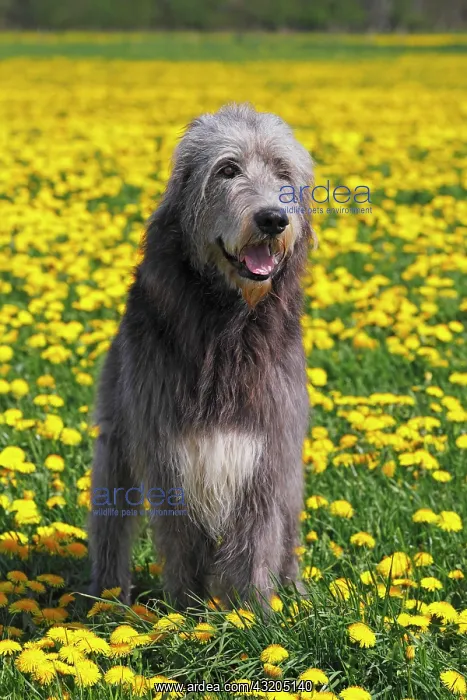 : Irish Wolfhound (Canis lupus familiaris), male Irischer : Irish Wolfhound (Canis lupus familiaris), male Irischer