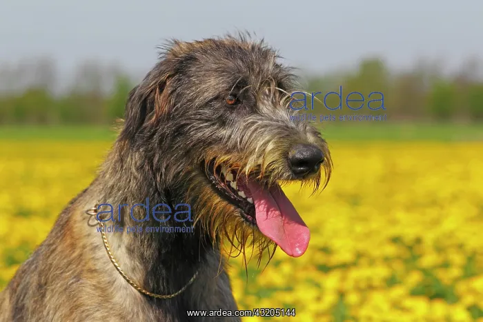 : Irish Wolfhound (Canis lupus familiaris), female : Irish Wolfhound (Canis lupus familiaris), female