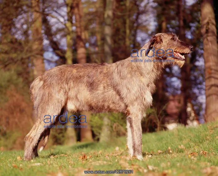 : IRISH WOLFHOUND DOG : IRISH WOLFHOUND DOG
