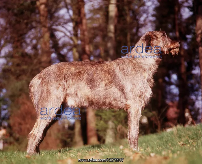 : IRISH WOLFHOUND DOG : IRISH WOLFHOUND DOG
