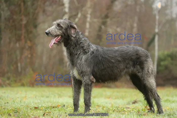 : Irish Wolfhound dog outdoors : Irish Wolfhound dog outdoors