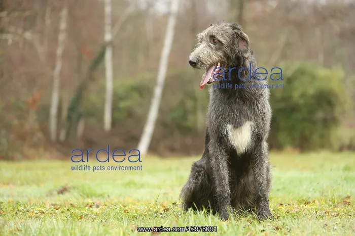 : Irish Wolfhound dog outdoors : Irish Wolfhound dog outdoors