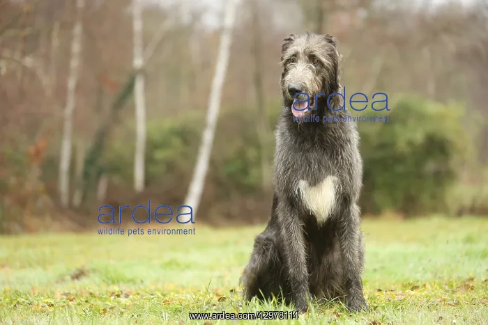 : Irish Wolfhound dog outdoors : Irish Wolfhound dog outdoors