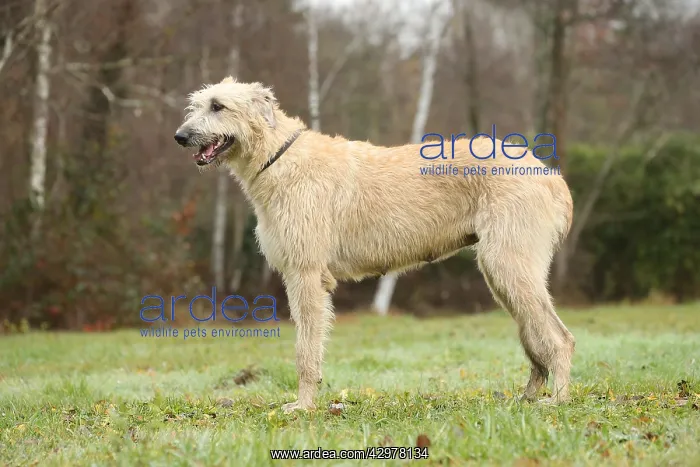 : Irish Wolfhound dog outdoors : Irish Wolfhound dog outdoors
