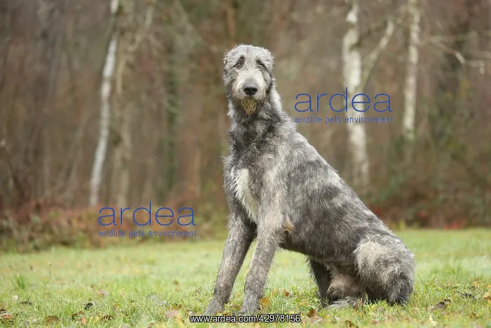 : Irish Wolfhound dog outdoors : Irish Wolfhound dog outdoors