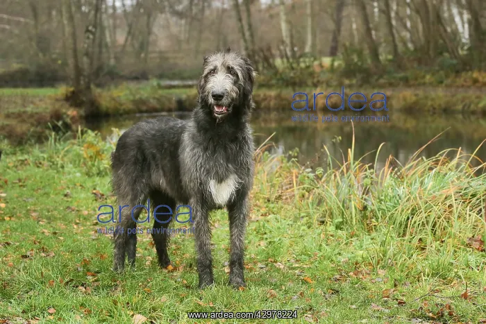 : Irish Wolfhound dog outdoors : Irish Wolfhound dog outdoors