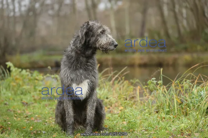 : Irish Wolfhound dog outdoors : Irish Wolfhound dog outdoors