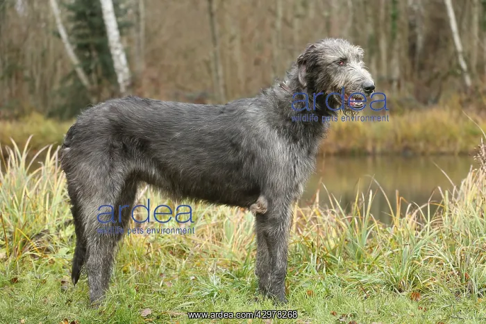: Irish Wolfhound dog outdoors : Irish Wolfhound dog outdoors