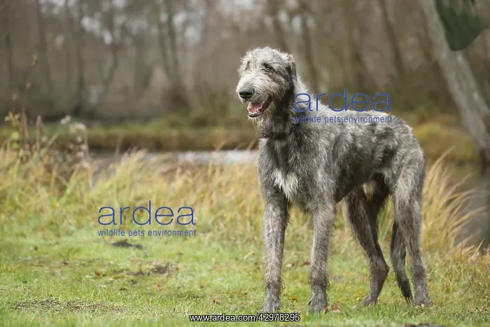 : Irish Wolfhound dog outdoors : Irish Wolfhound dog outdoors
