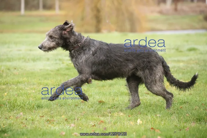 : Irish Wolfhound dog outdoors : Irish Wolfhound dog outdoors