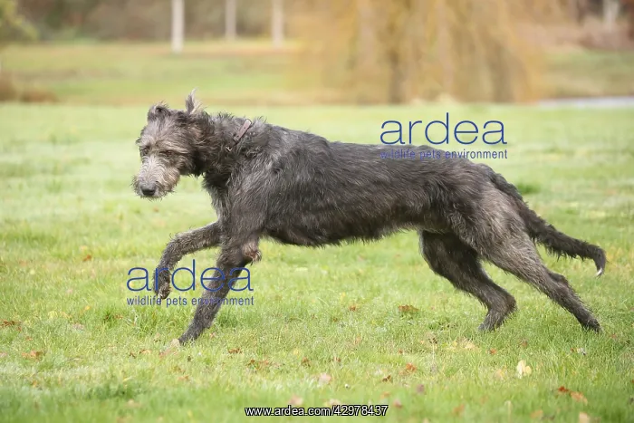 : Irish Wolfhound dog outdoors