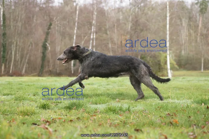 : Irish Wolfhound dog outdoors : Irish Wolfhound dog outdoors