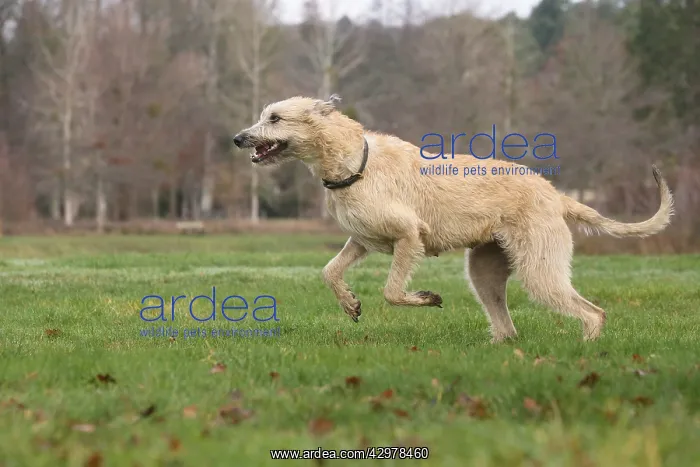 : Irish Wolfhound dog outdoors : Irish Wolfhound dog outdoors