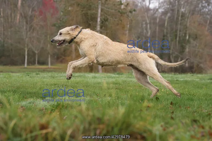 : Irish Wolfhound dog outdoors : Irish Wolfhound dog outdoors