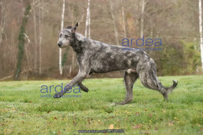 : Irish Wolfhound dog outdoors : Irish Wolfhound dog outdoors