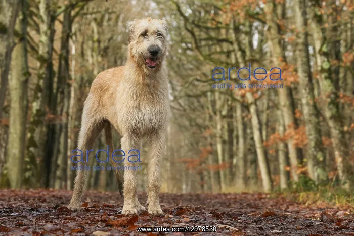 : Irish Wolfhound dog outdoors : Irish Wolfhound dog outdoors