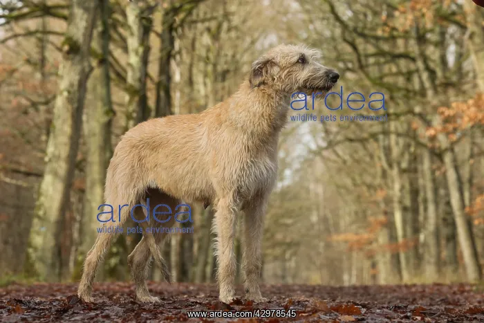 : Irish Wolfhound dog outdoors : Irish Wolfhound dog outdoors
