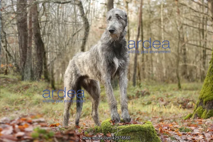 : Irish Wolfhound dog outdoors : Irish Wolfhound dog outdoors
